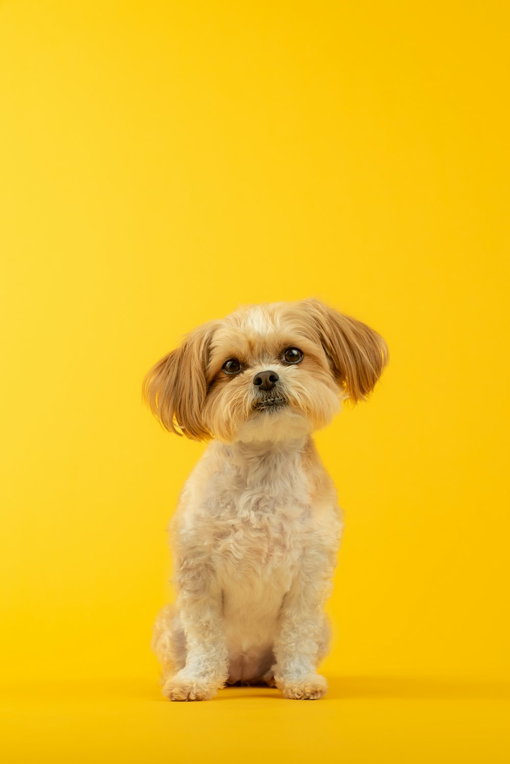 a small white dog sitting on a yellow background