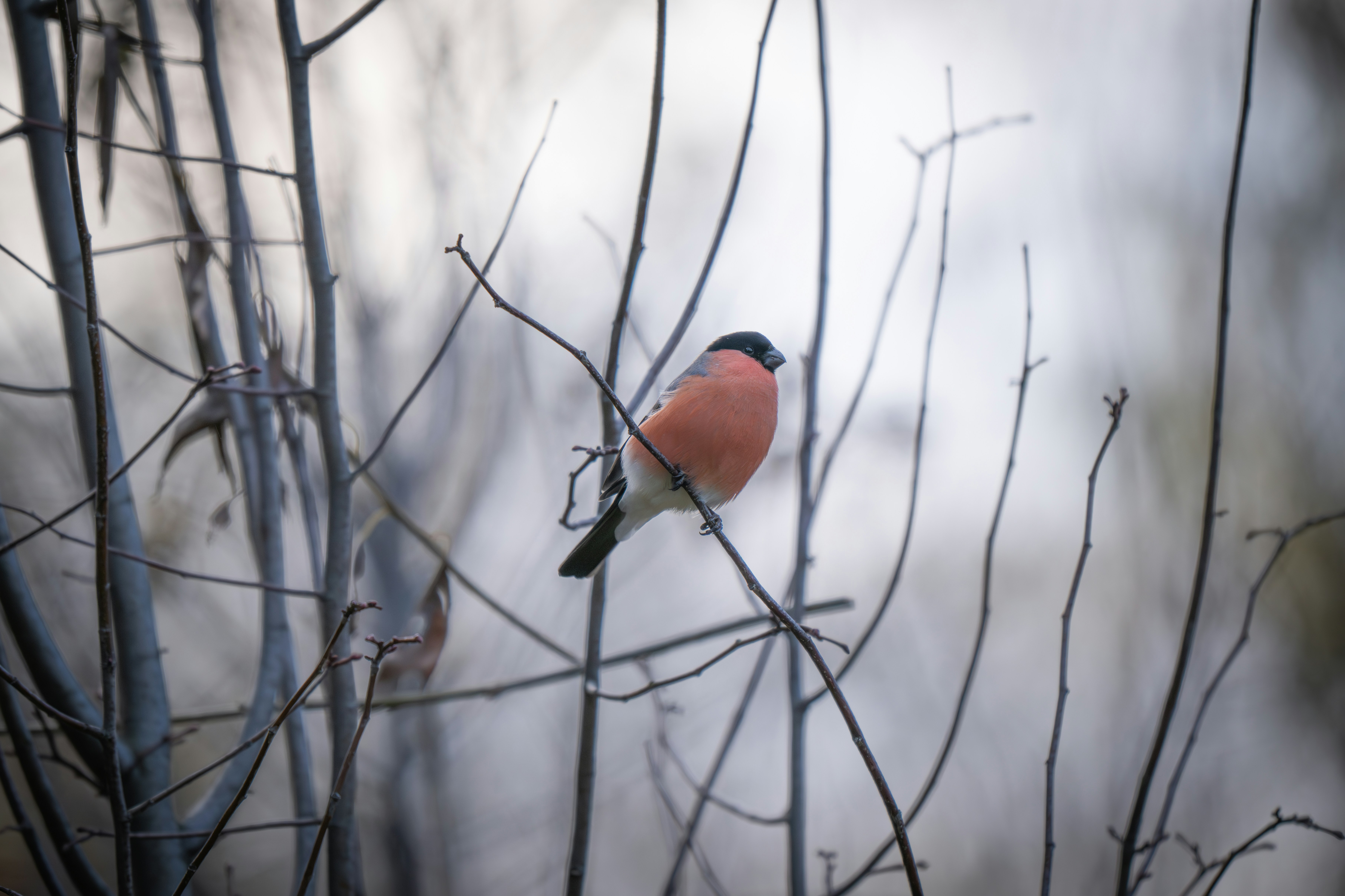 Photo by andreystrizhkov