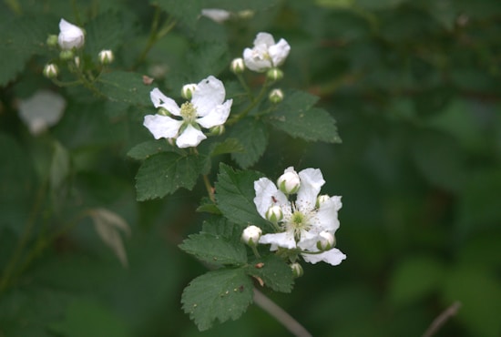 White wildflowers with delicate petals and budding blooms are surrounded by lush green foliage.