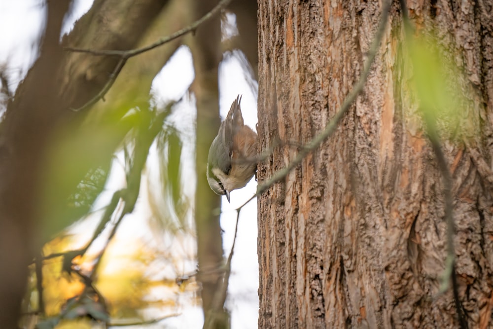 a bird is perched on a tree branch