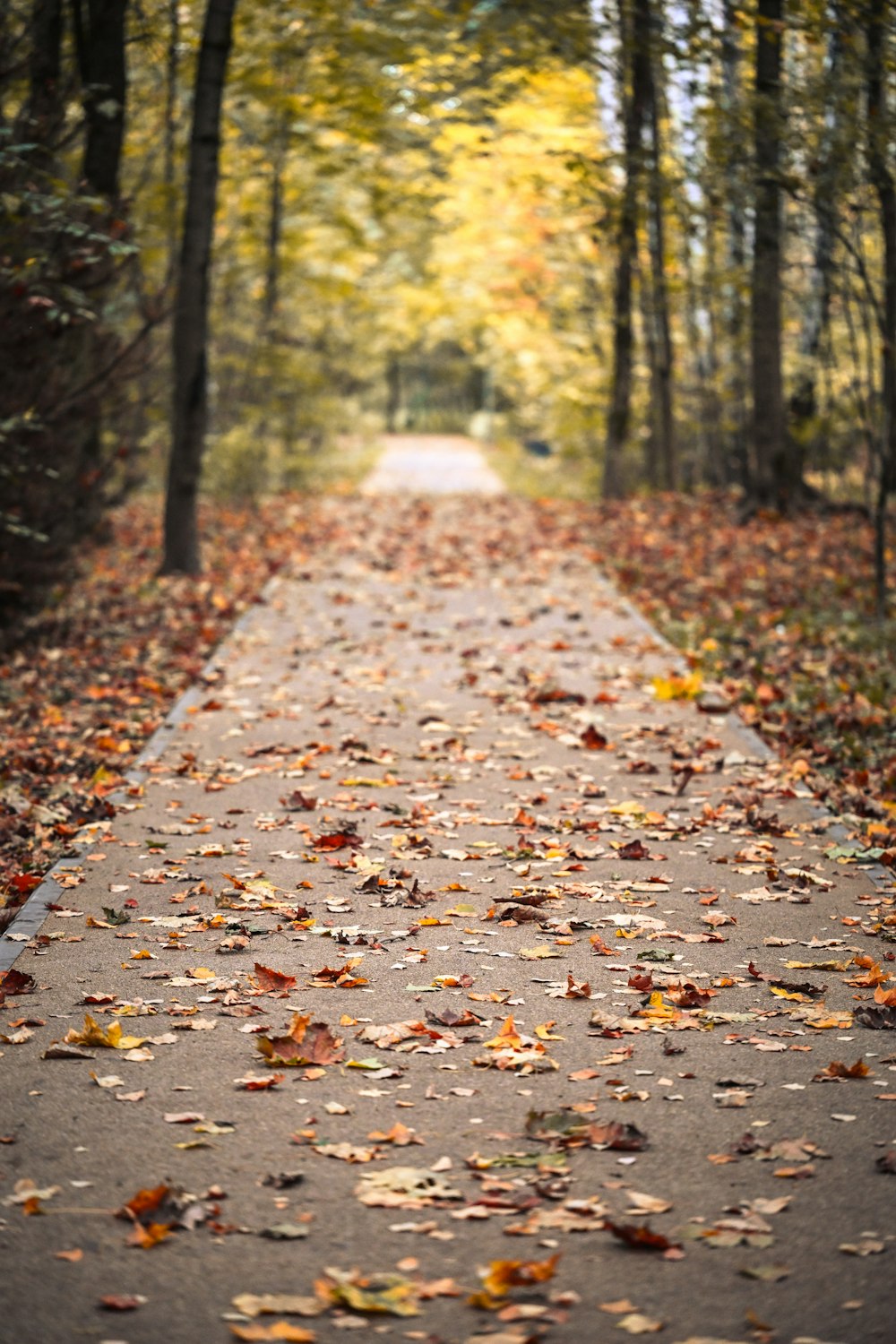 una strada in mezzo a una foresta con un sacco di foglie