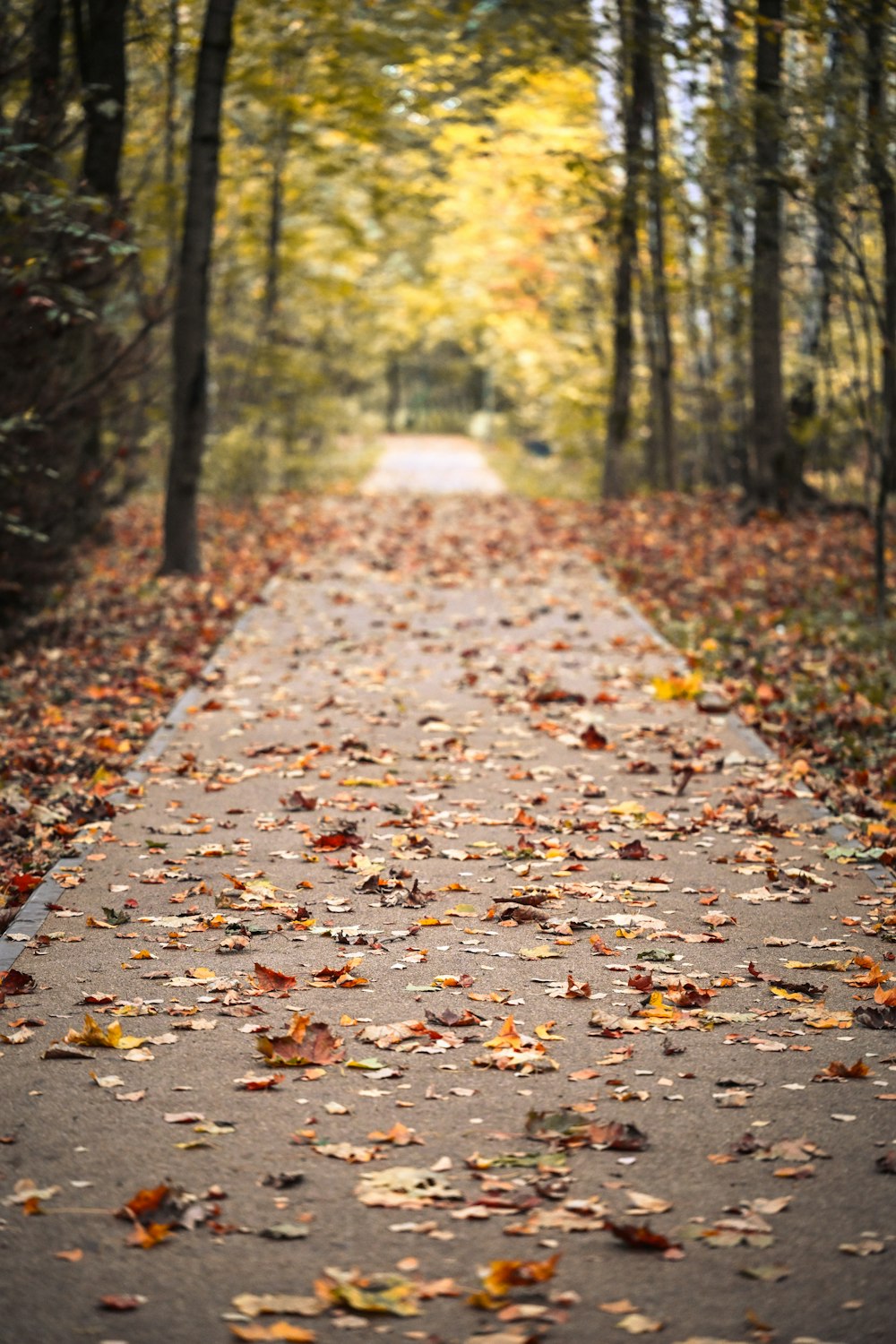 a road in the middle of a forest with lots of leaves on it