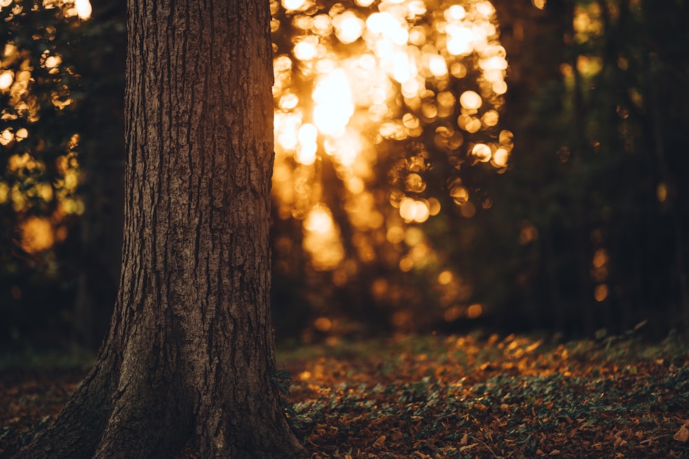 the sun is shining through the trees in the forest