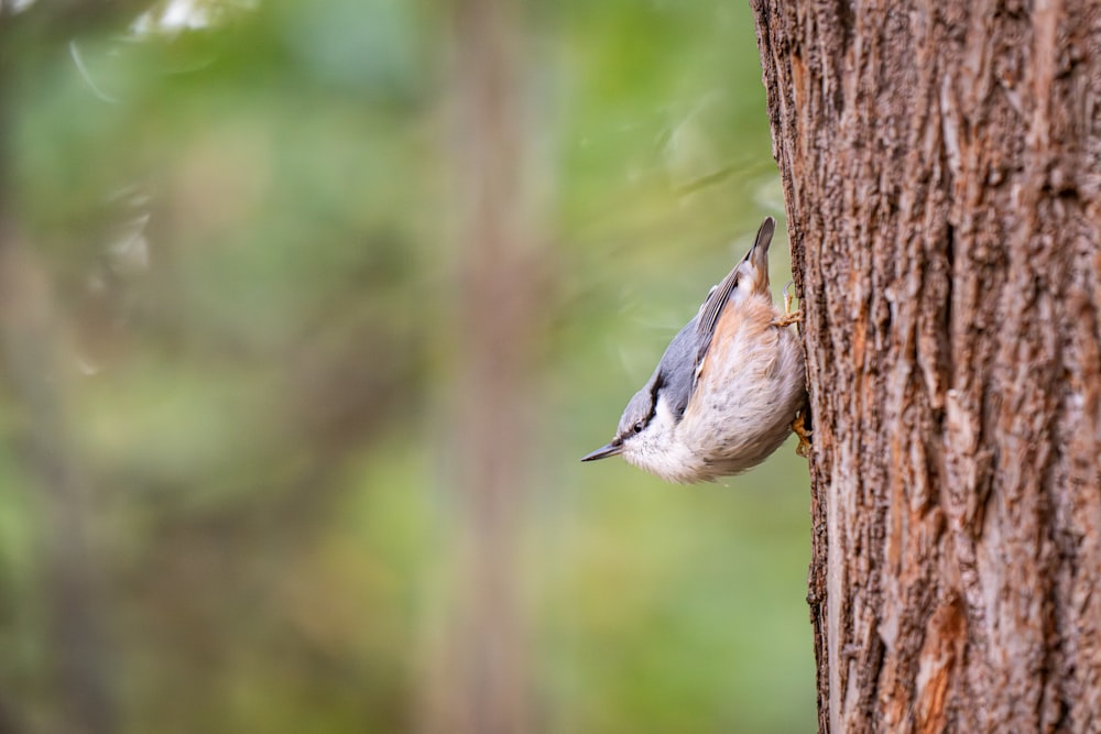 a bird that is on the side of a tree