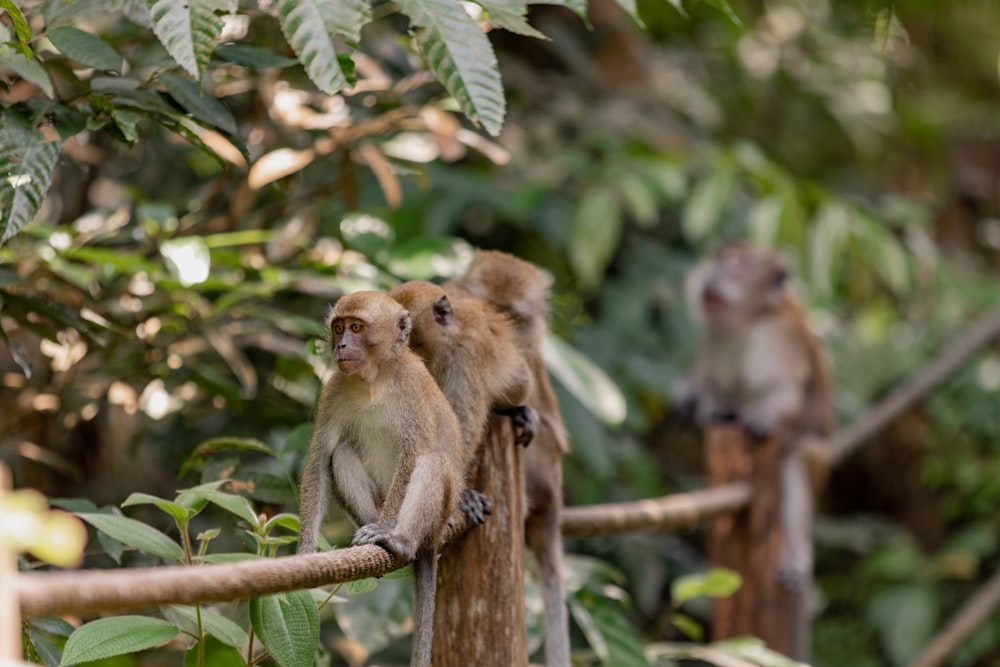 a group of monkeys sitting on a tree branch