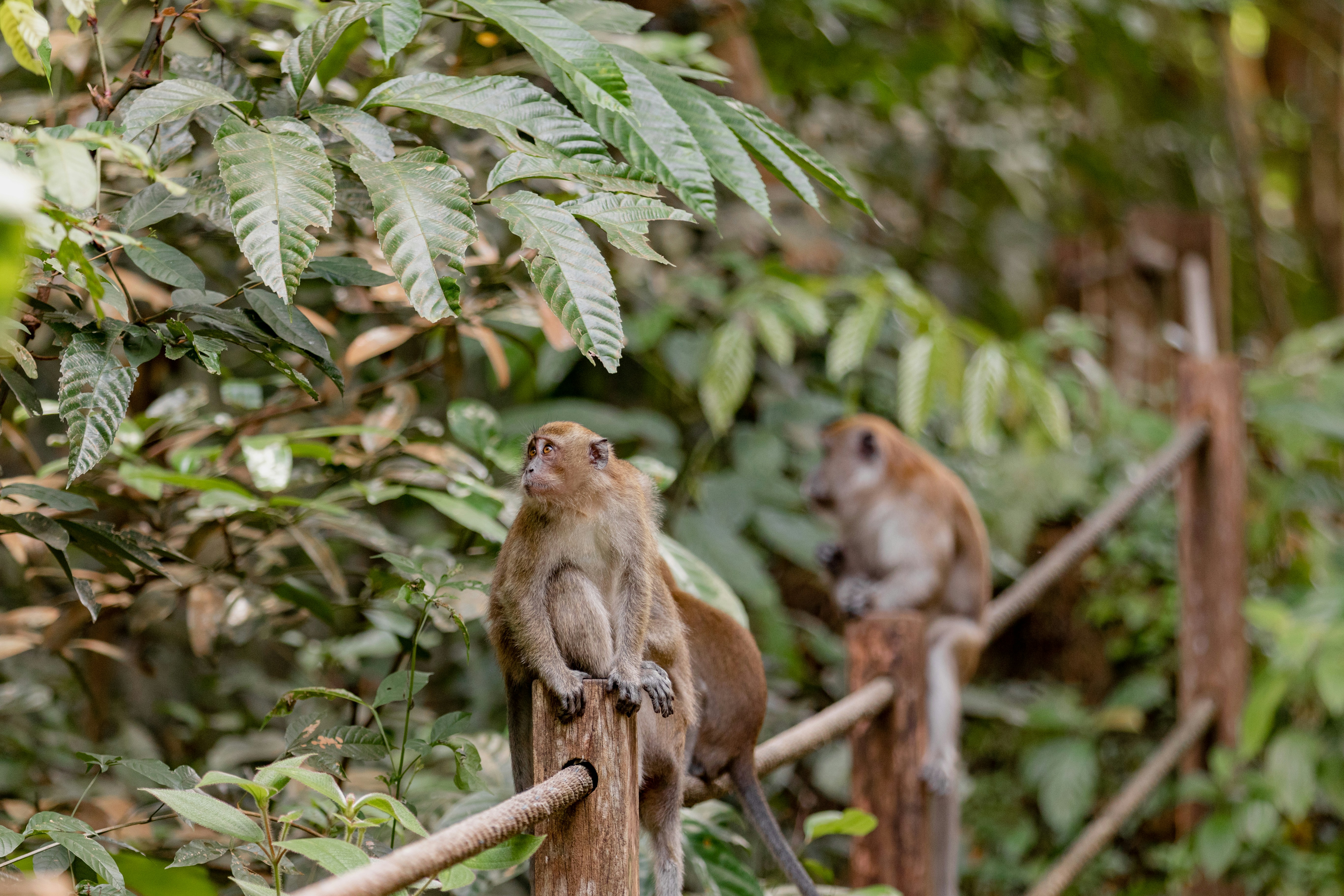 Monos de Berbería en el Bosque de Cedros