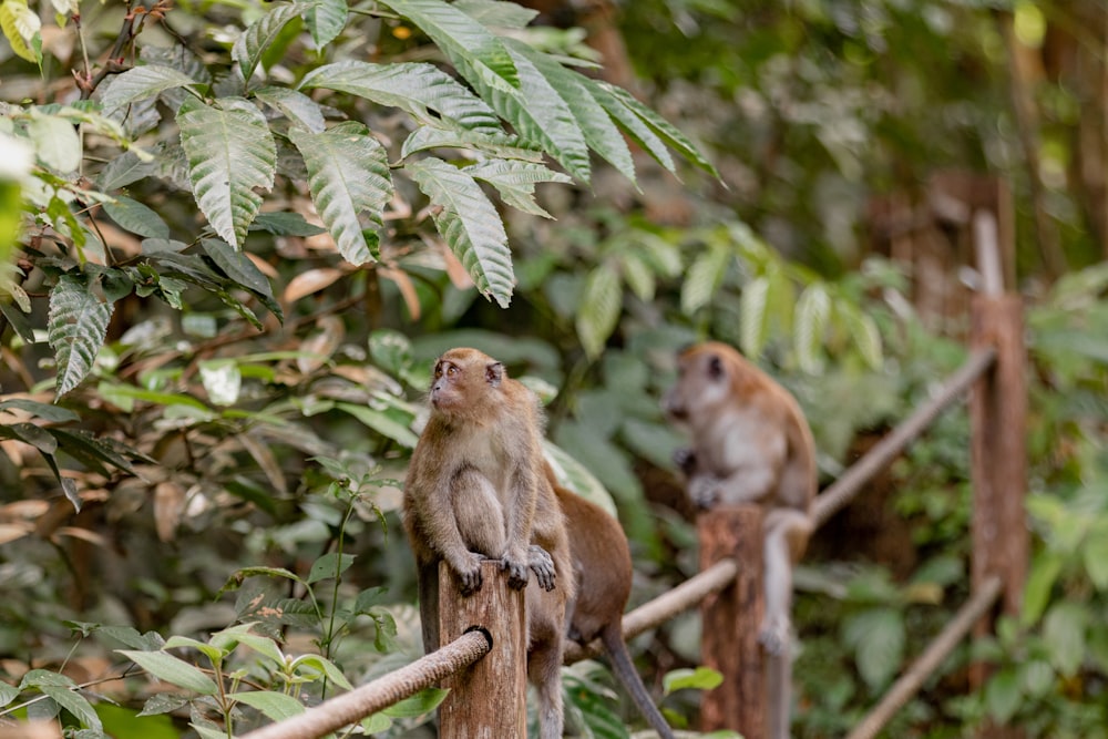 a couple of monkeys sitting on top of a wooden fence