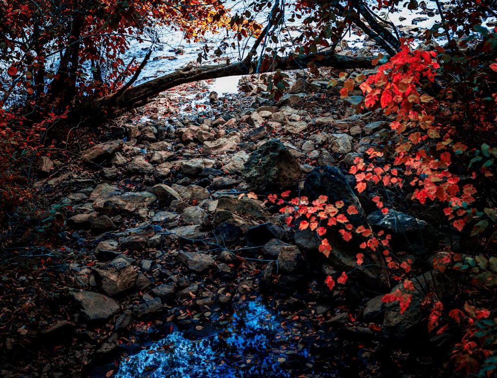 a small stream running through a forest filled with trees