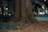 A serene image of a deep-rooted tree symbolizing emotional grounding.