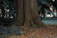 A serene image of a deep-rooted tree symbolizing emotional grounding.