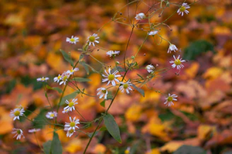 Late autumn flowers in warm tones adding charm and extending the garden's interest as the season fades.