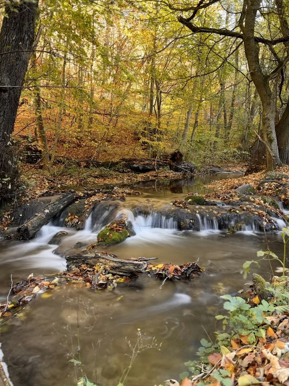 a small stream running through a forest filled with leaves