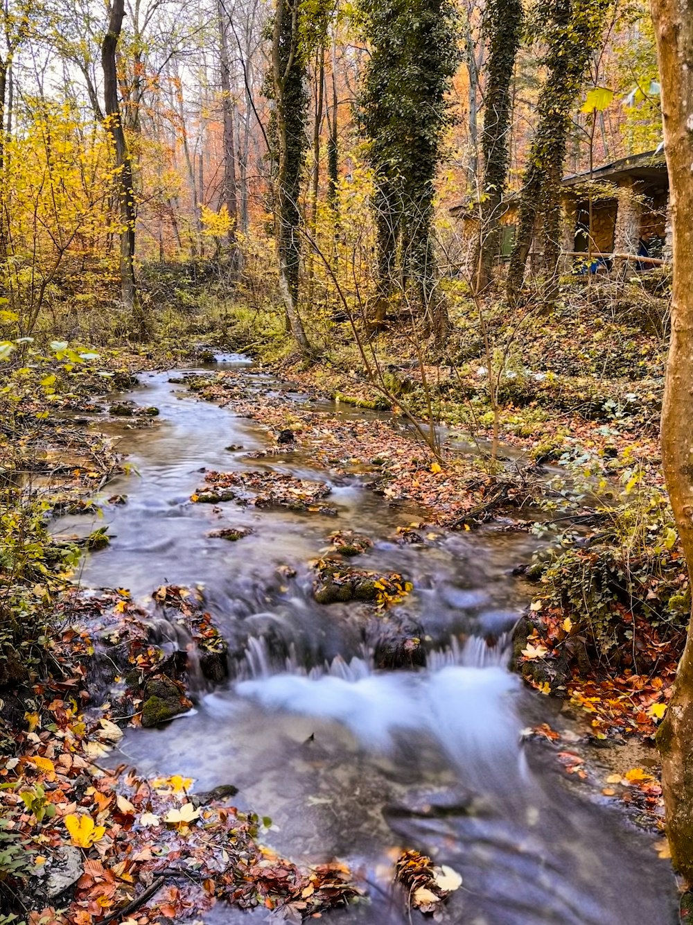 a small stream running through a forest filled with leaves