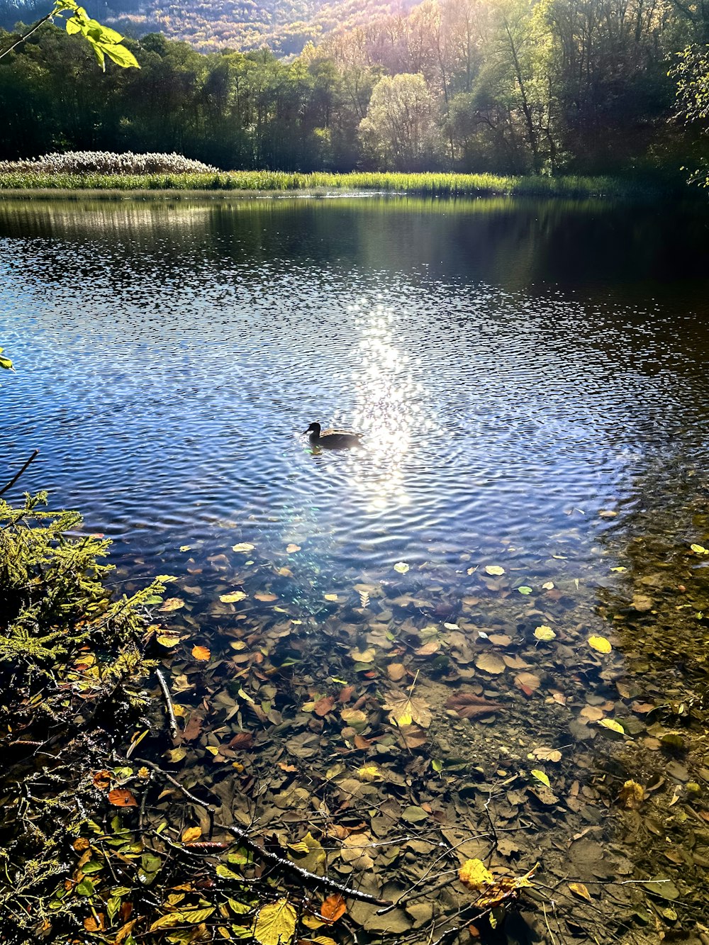 a duck swimming in a lake surrounded by leaves