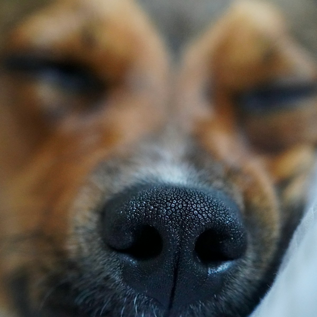 Close do focinho de um cão com olhos semicerrados