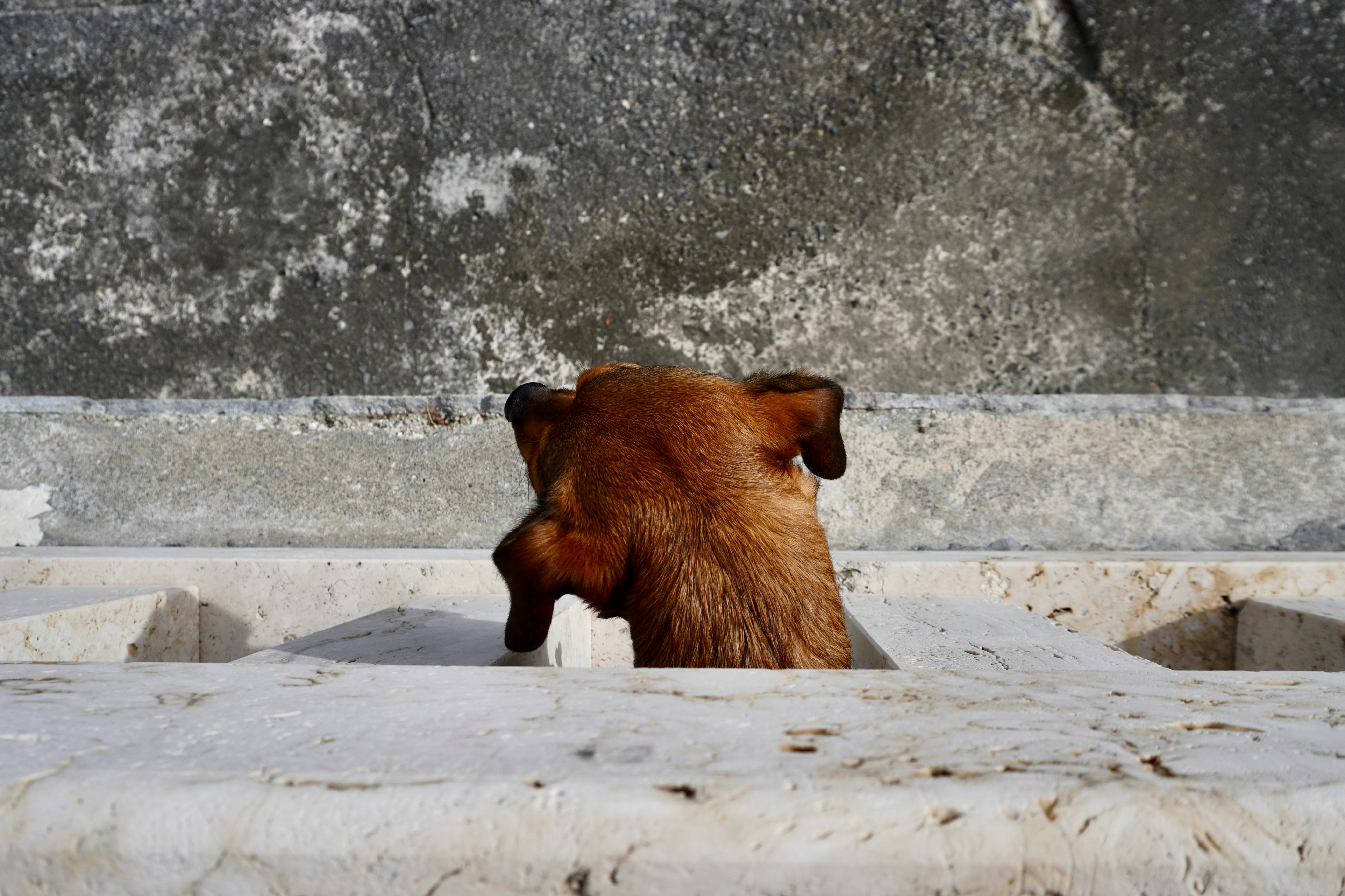 un cane marrone in piedi sopra una lastra di pietra