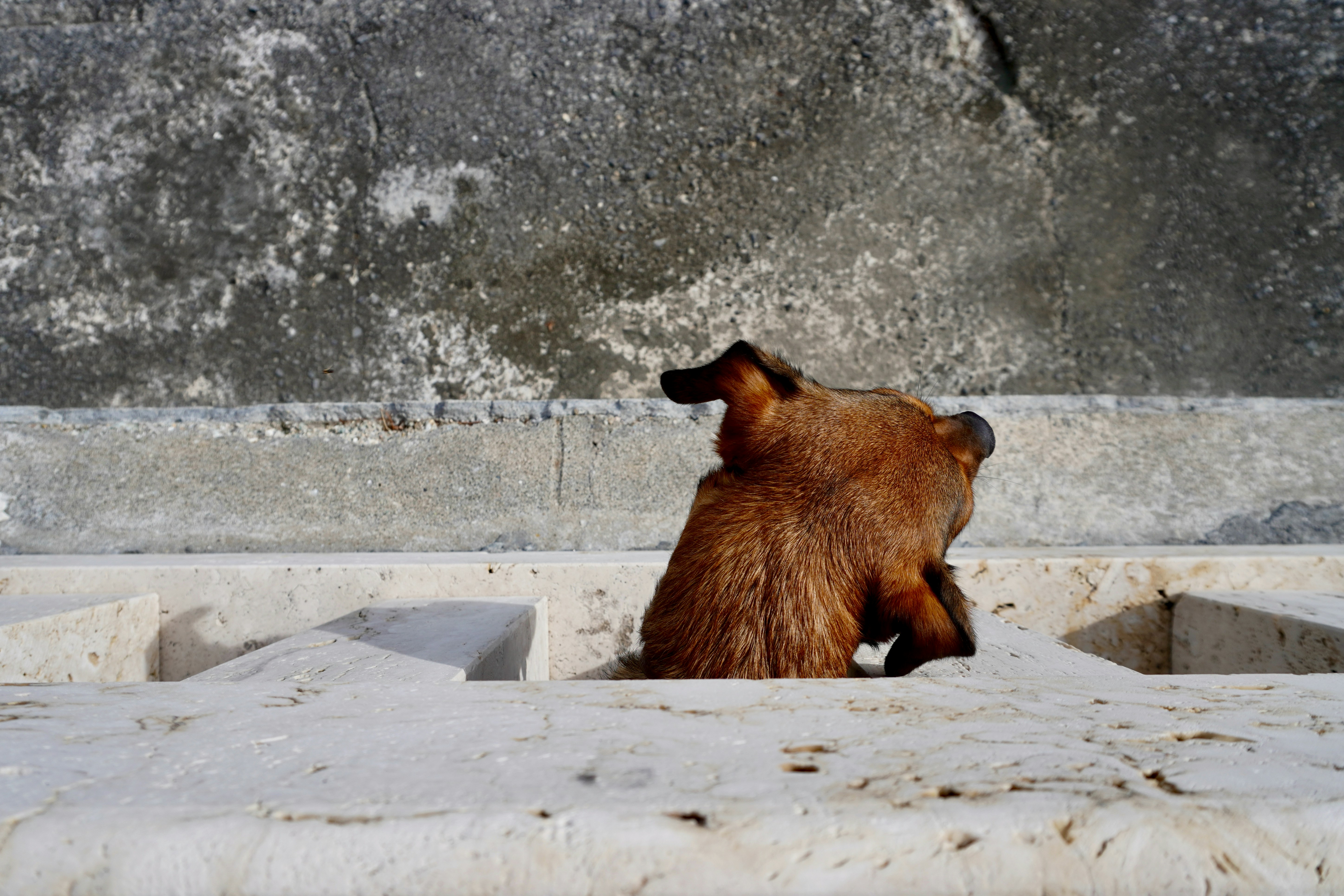 un ours brun assis au sommet d’un bloc de ciment