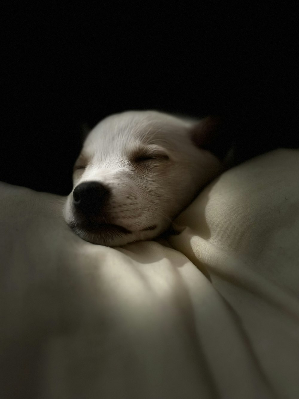 un pequeño perro blanco durmiendo en una cama