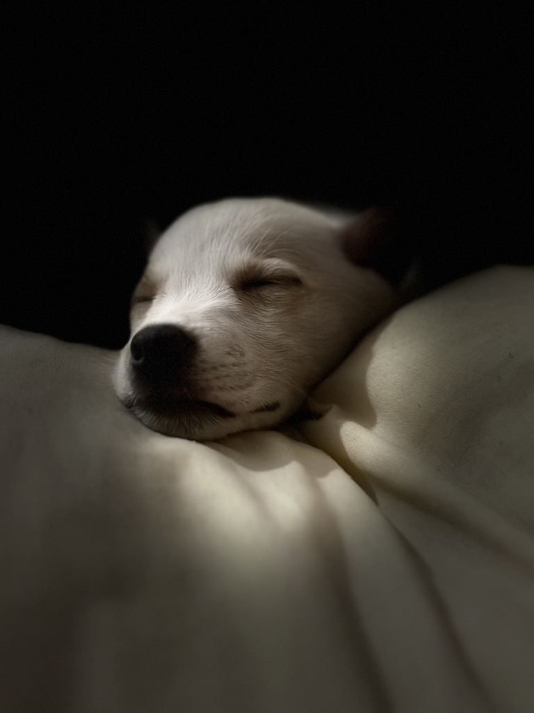 a small white dog sleeping on a bed