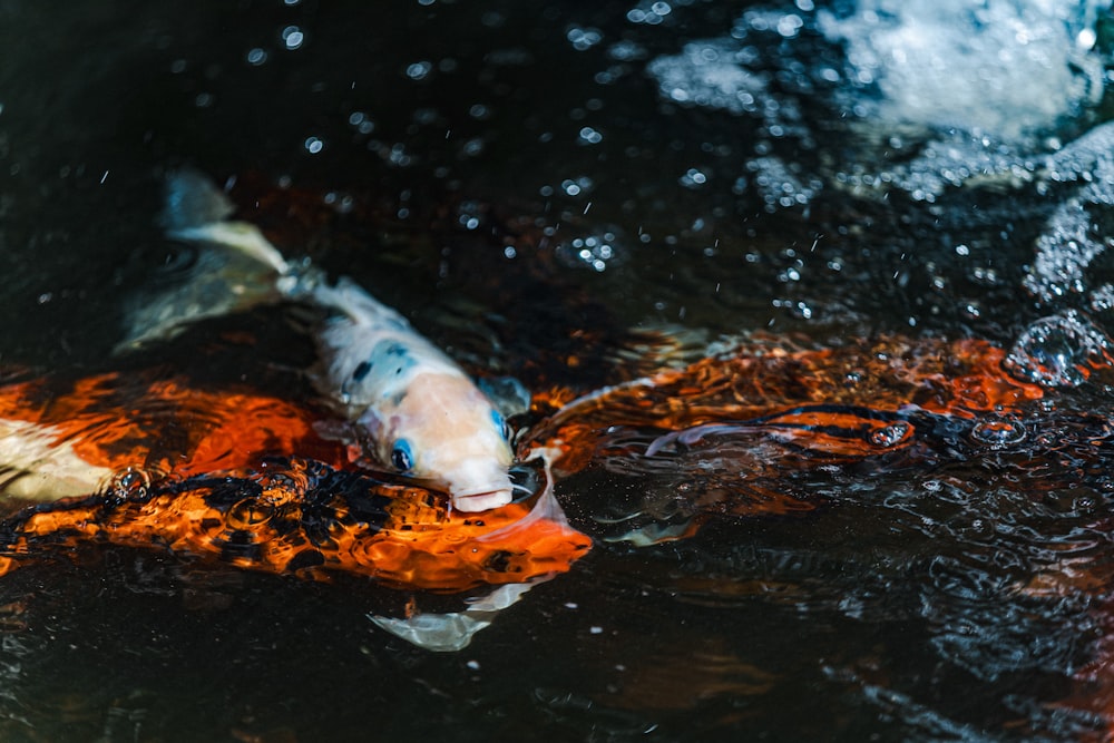 a group of koi fish swimming in a pond