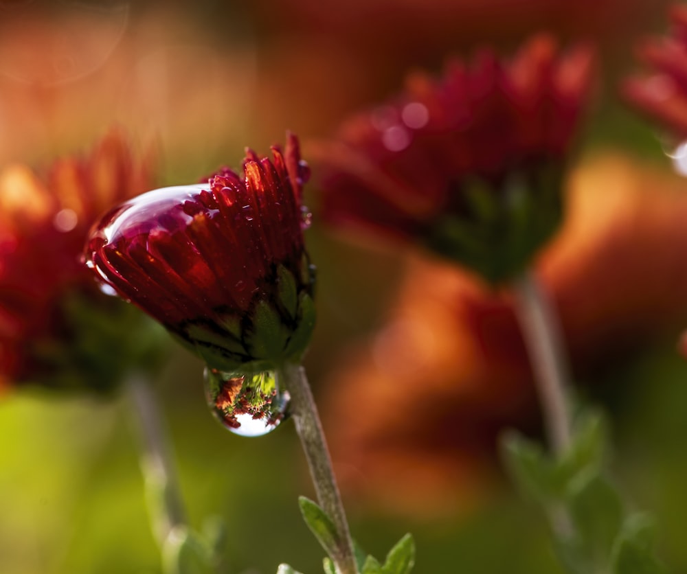 a close up of a red flower with water droplets on it