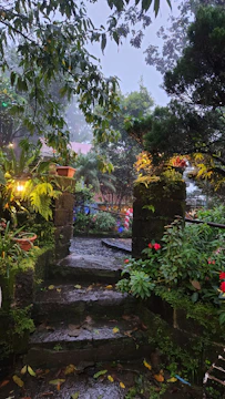 A layered garden scene highlighting lush greenery with overlapping textures of ferns and stone pathways under soft natural light.