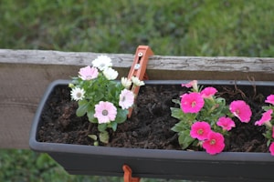 A rectangular flower pot filled with soil contains blooming flowers in shades of pink and white. The pot is secured on a wooden fence with an orange clamp. The background is a grassy area, indicating an outdoor garden setting.