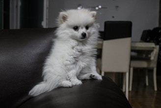 A happy puppy learning commands with its owner in a bright, cozy living room.