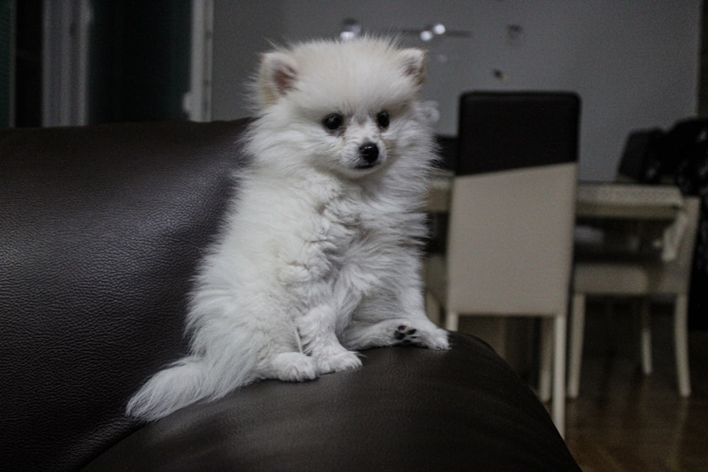 um pequeno cão branco sentado em cima de um sofá