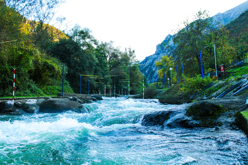 a river running through a lush green forest