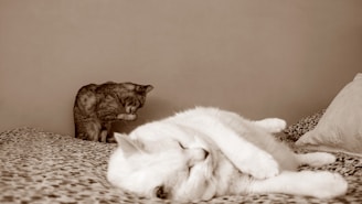 a cat sitting on top of a bed next to a stuffed animal