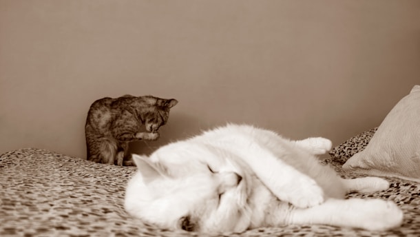 a cat sitting on top of a bed next to a stuffed animal