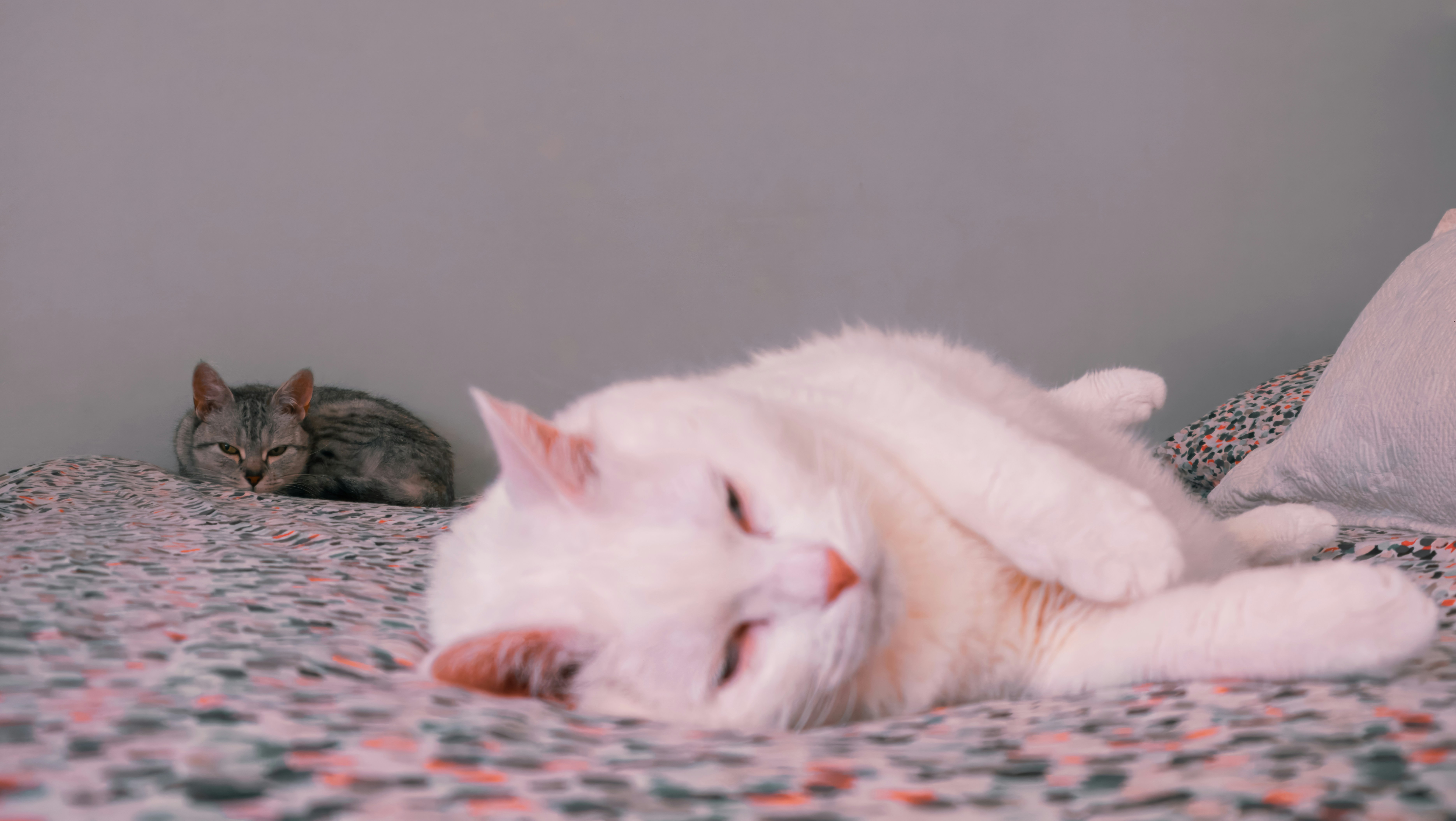 a white cat laying on a bed next to a gray cat