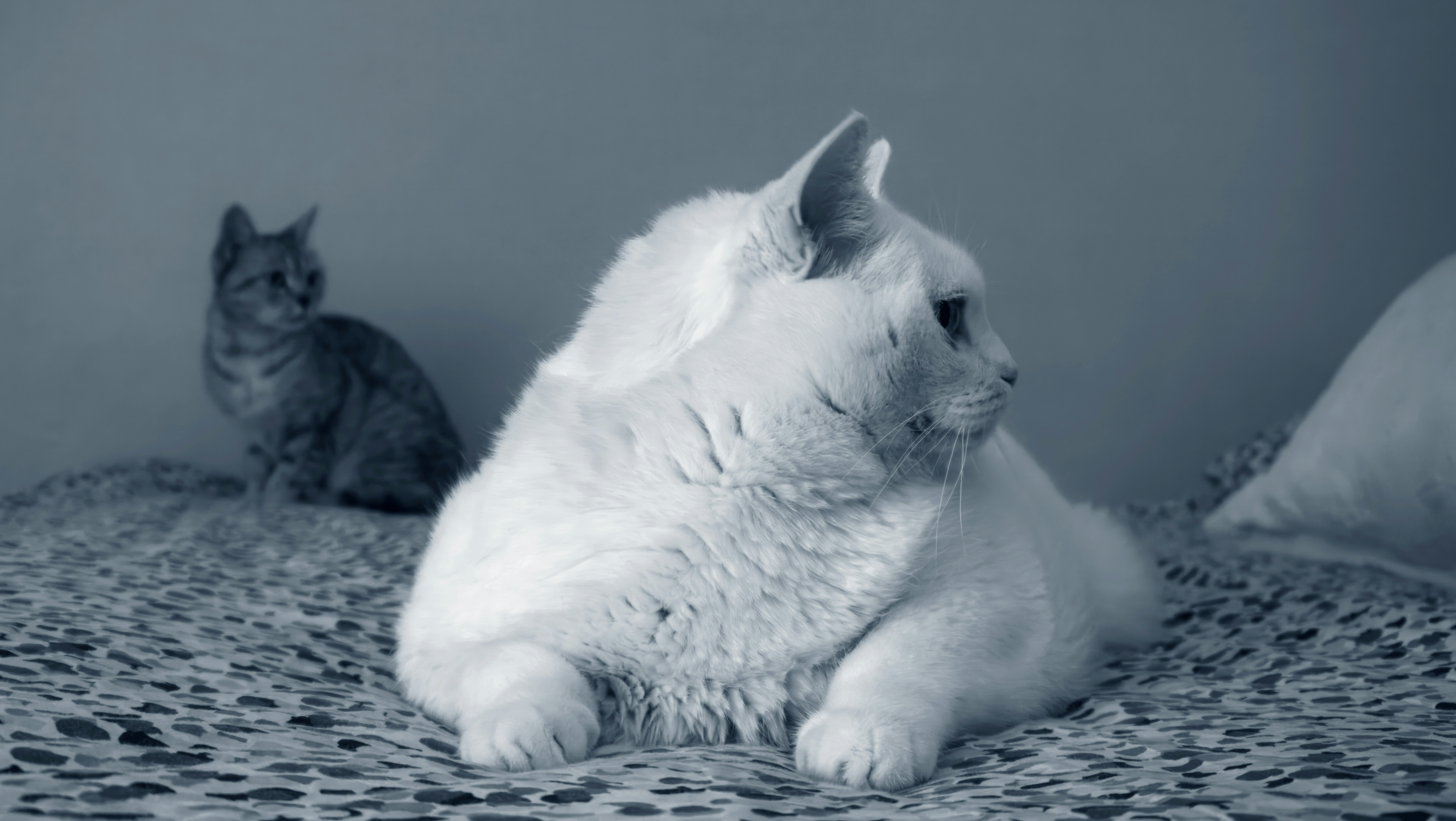 a white cat sitting on top of a bed next to a cat
