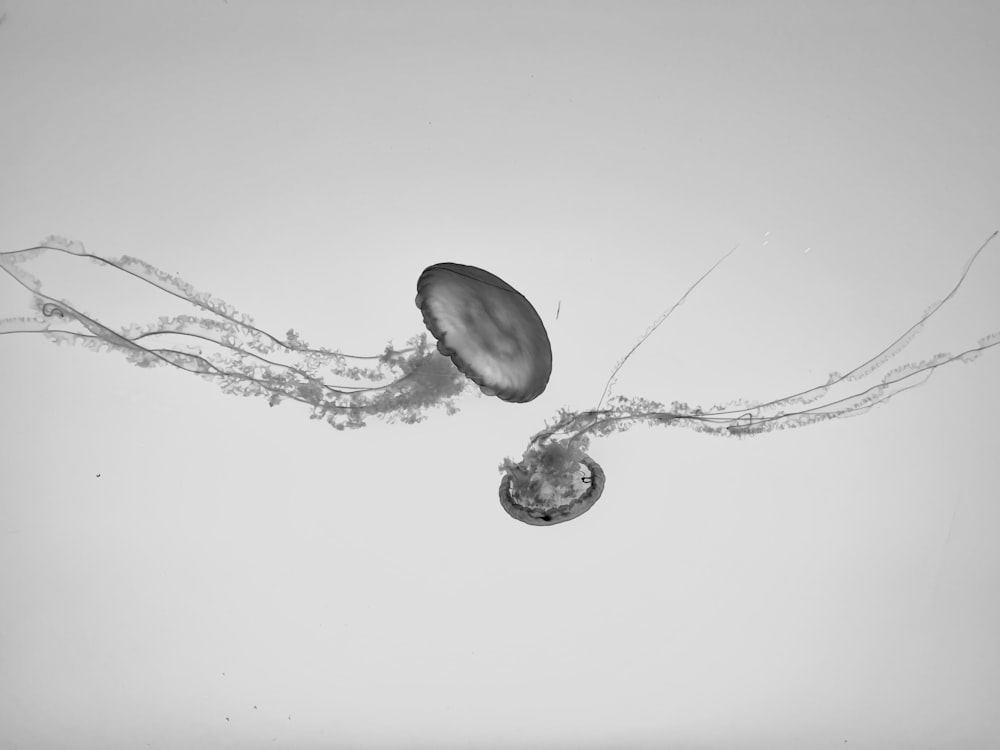 a black and white photo of jellyfish in water
