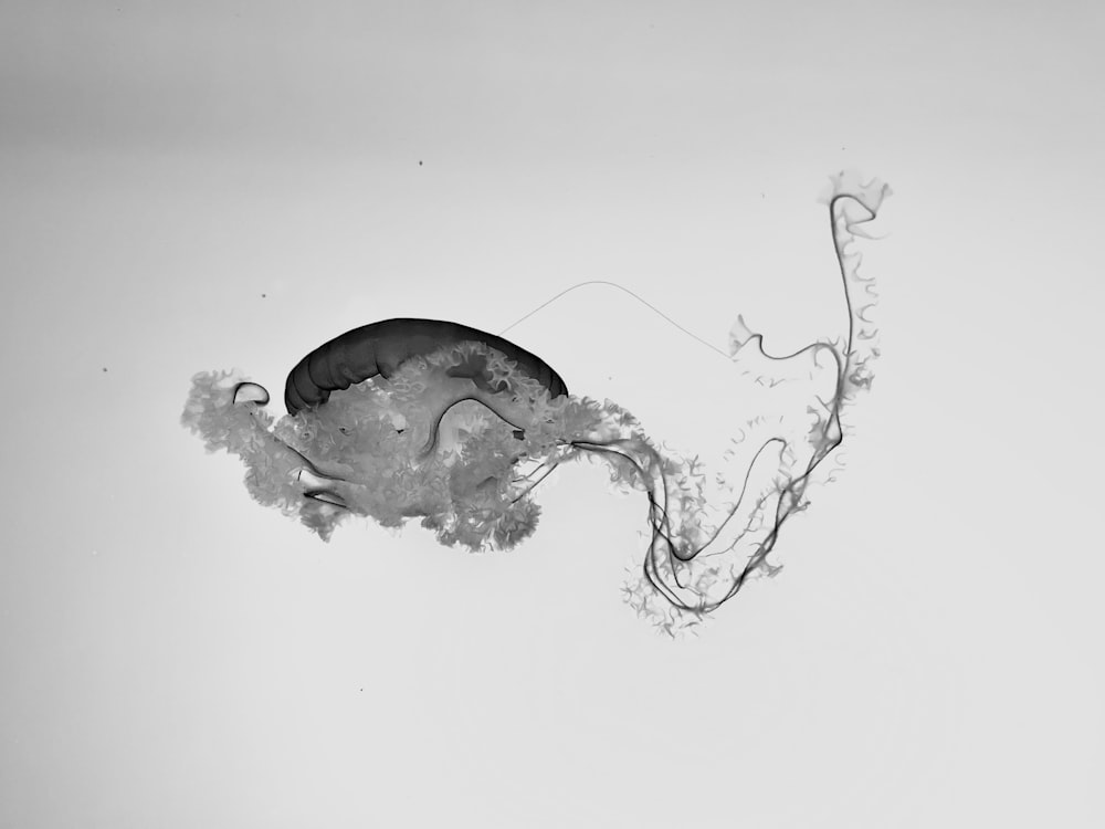 a black and white photo of a jellyfish