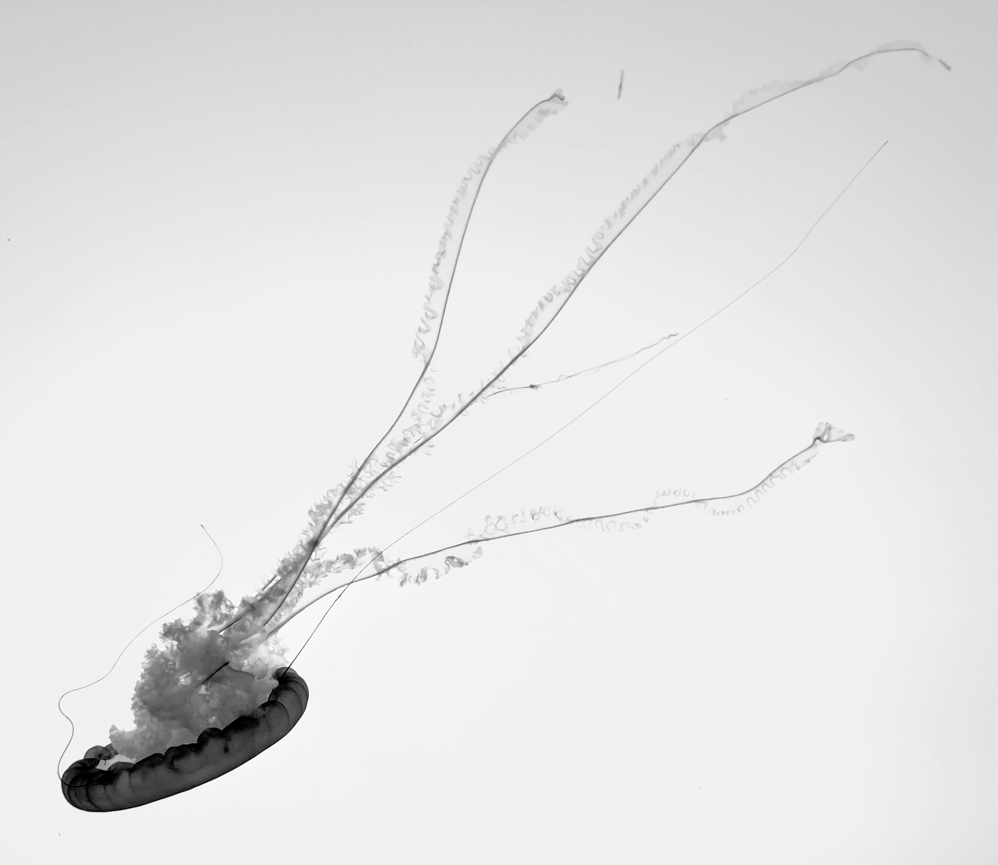 クラゲの白黒写真