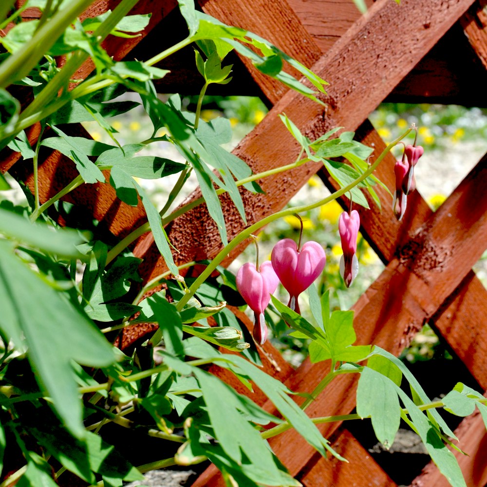 a pink flower growing through a wooden fence