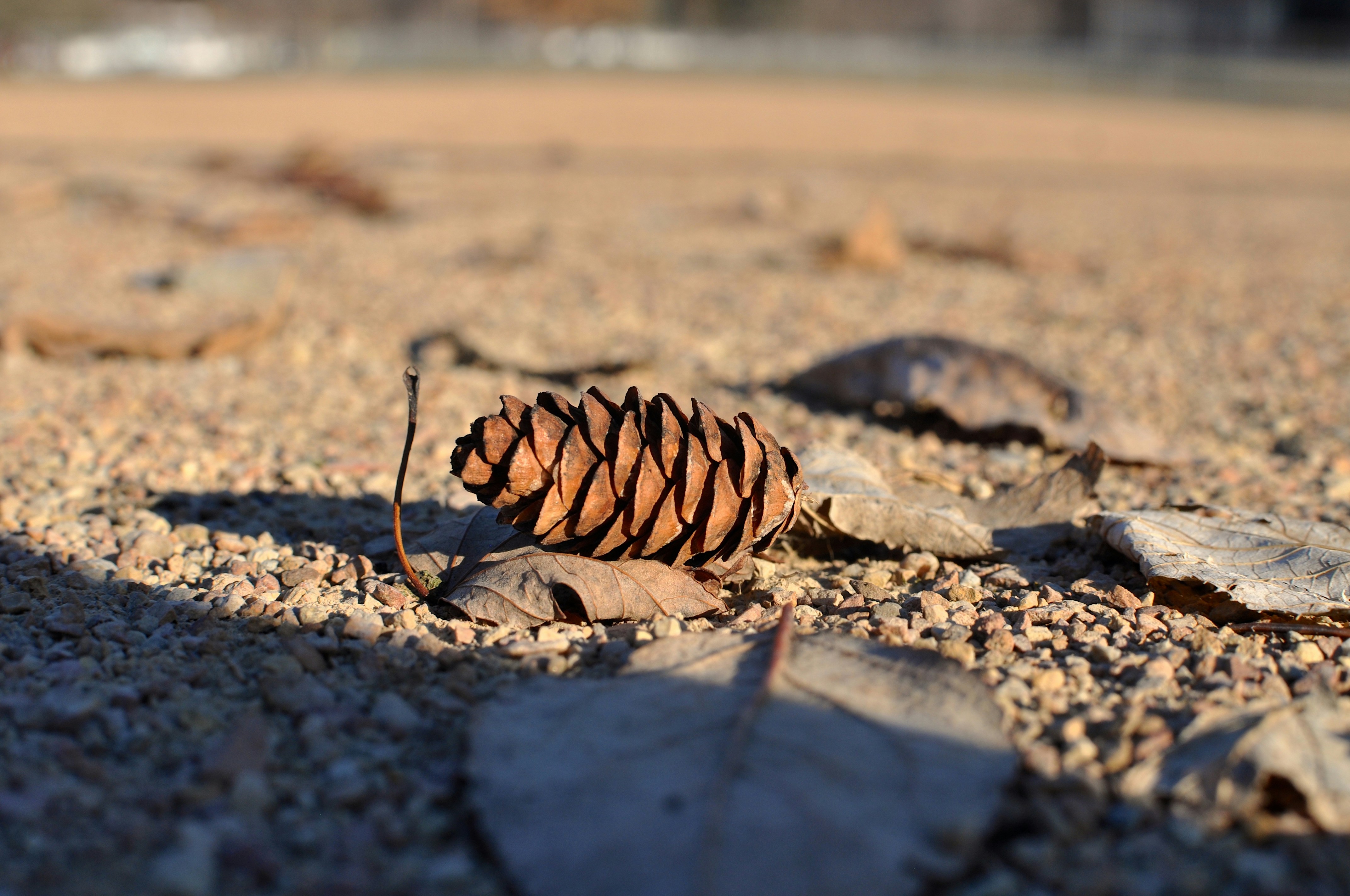 Minimalist close-up of pine cone in natural forest setting