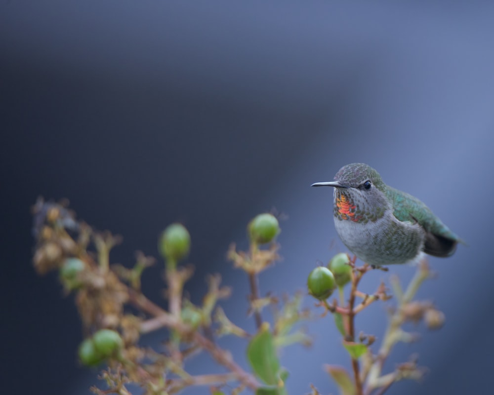 a small bird sitting on top of a plant