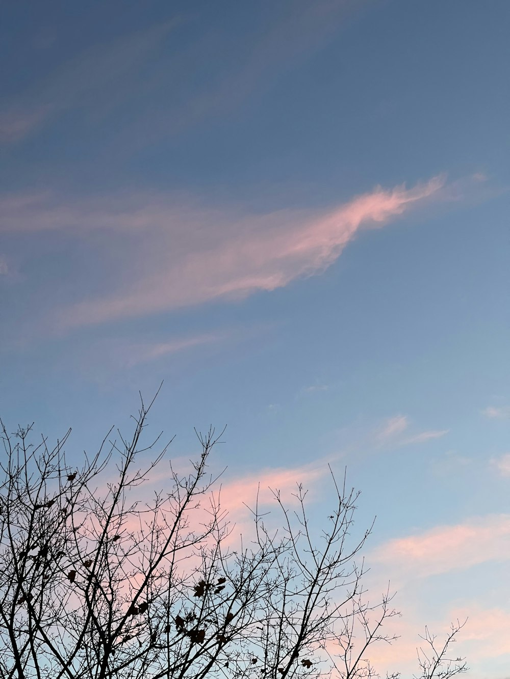 a bird is sitting on a tree branch