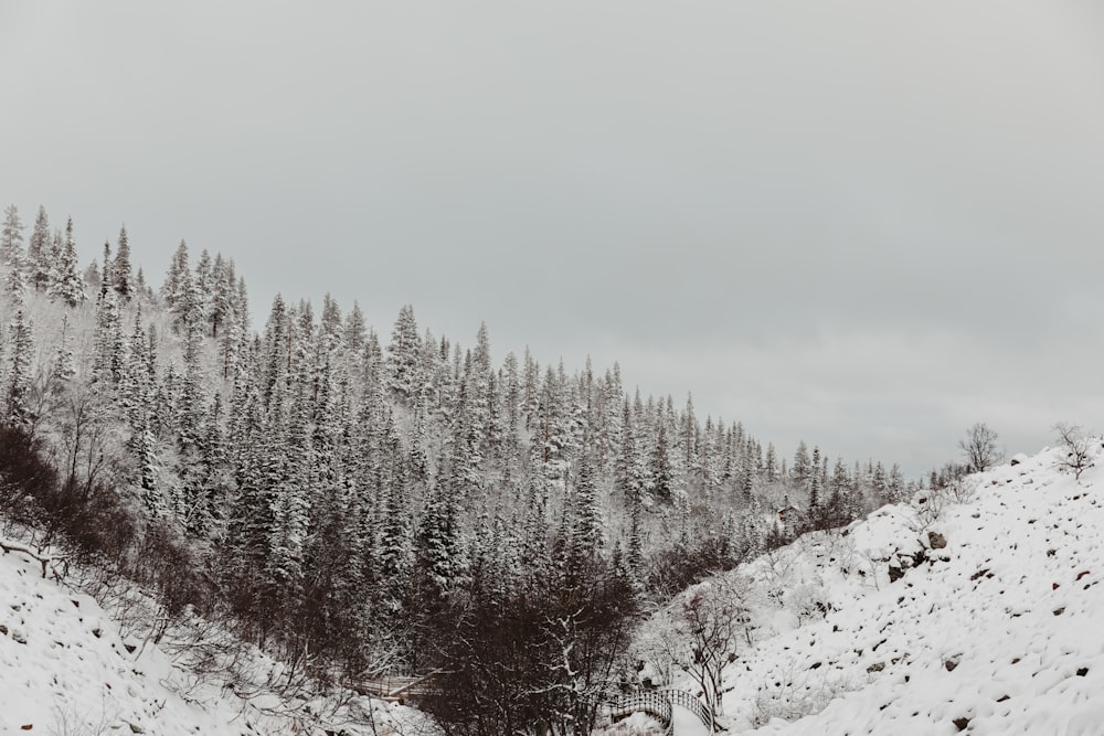 a snow covered hillside with a forest in the background