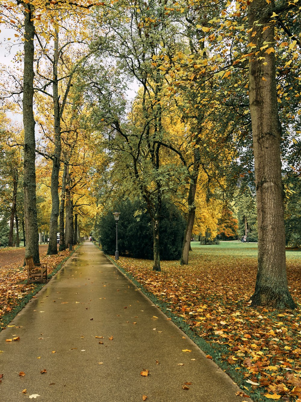 ein Weg in einem Park mit vielen Bäumen