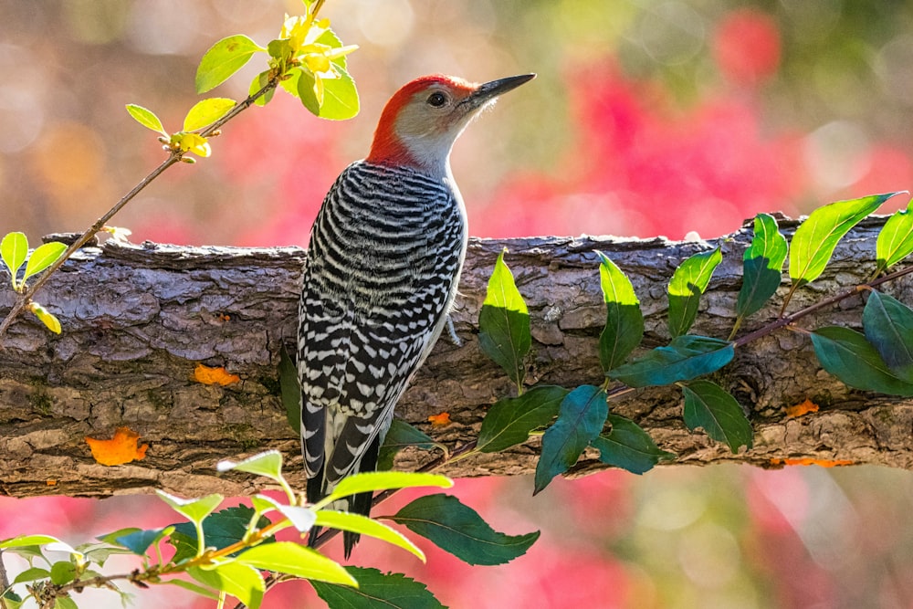 a bird perched on a branch of a tree