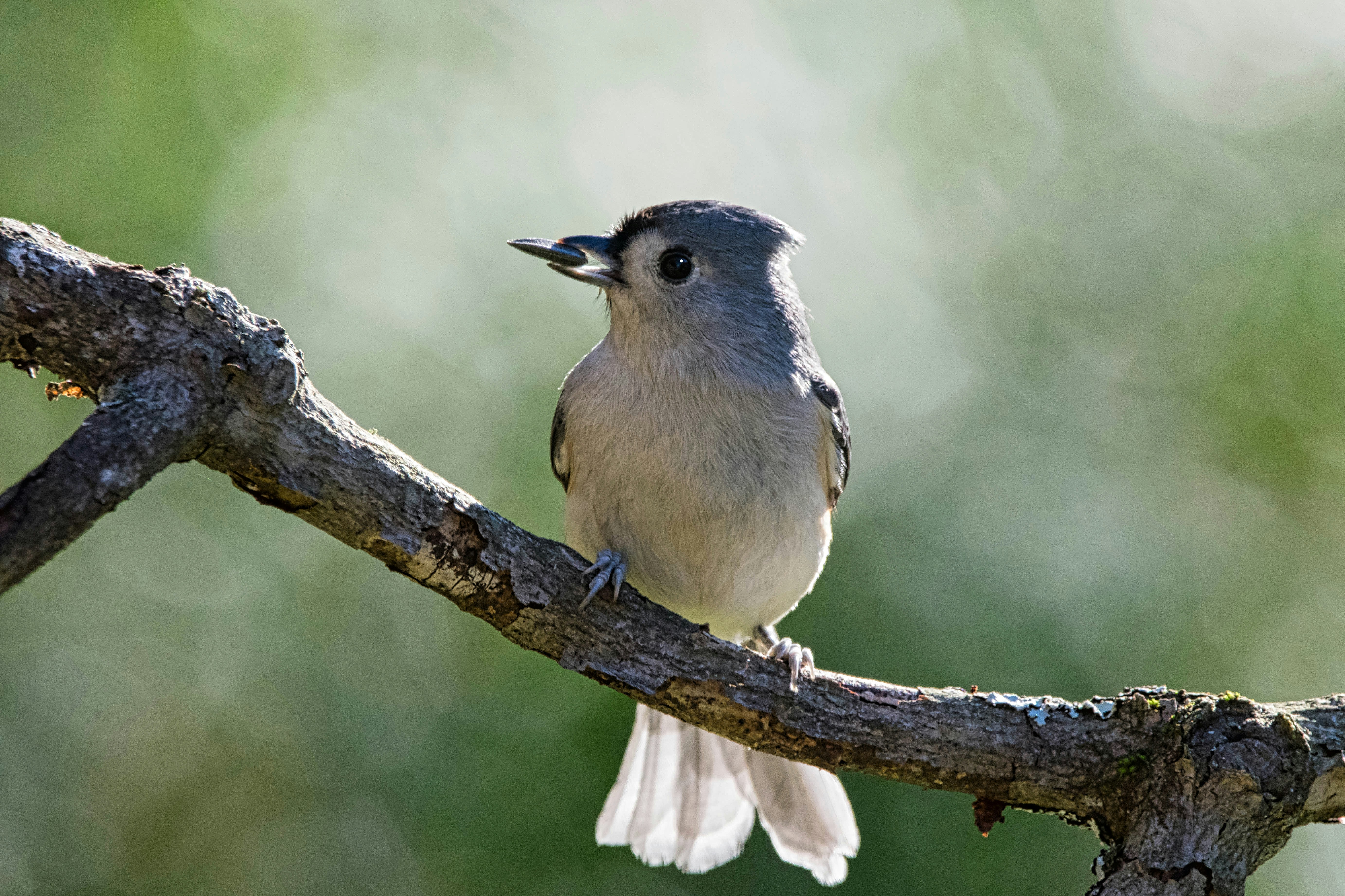 a small bird perched on a tree branch, Tufted titmouse backlight by the autumn light.