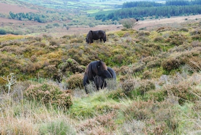 Several wild ponies are grazing in a scenic moorland landscape, surrounded by green and brown heather and grass. The rolling hills in the distance are covered in lush greenery and patches of trees.