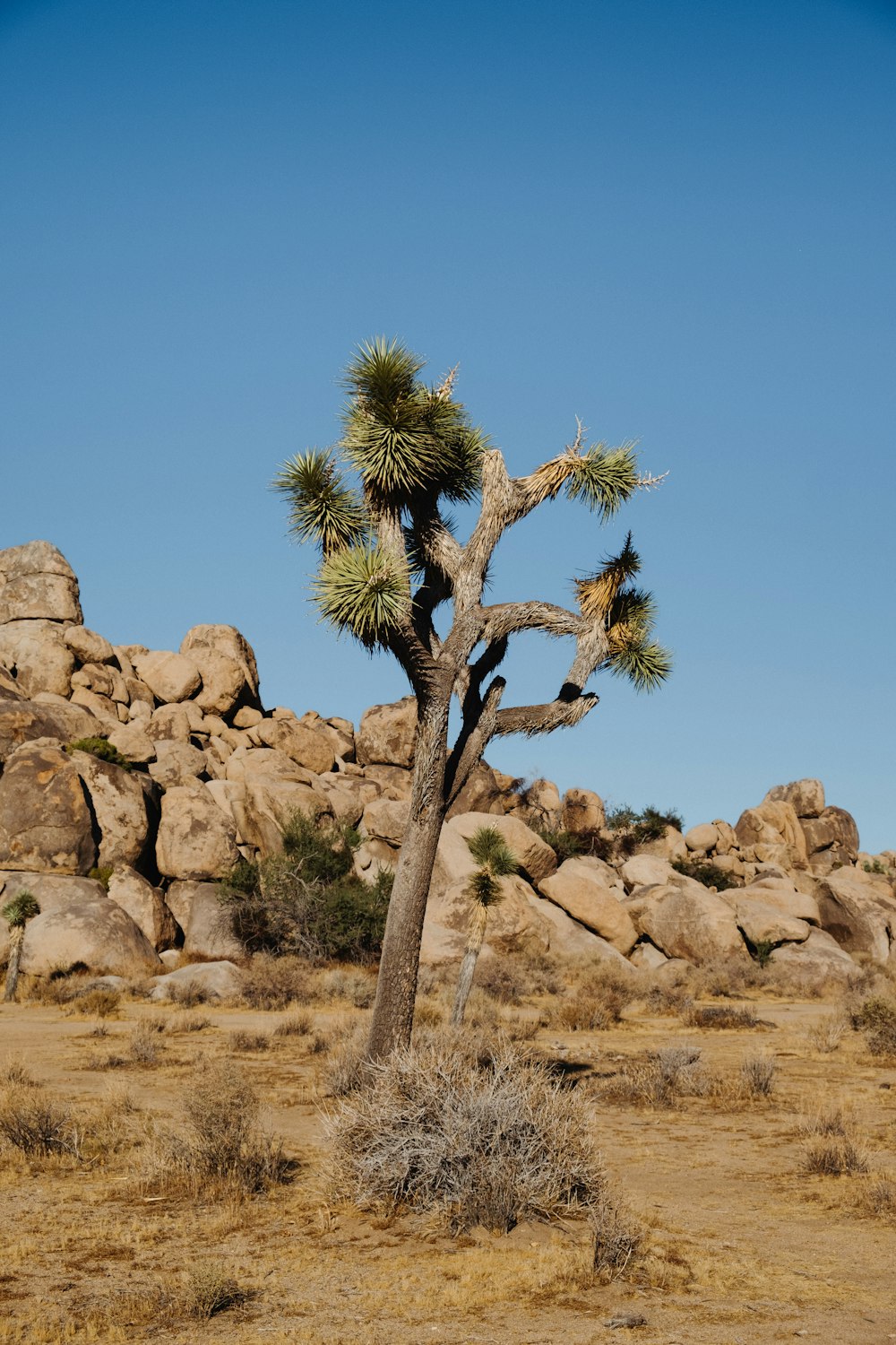 a joshua tree in the middle of a desert