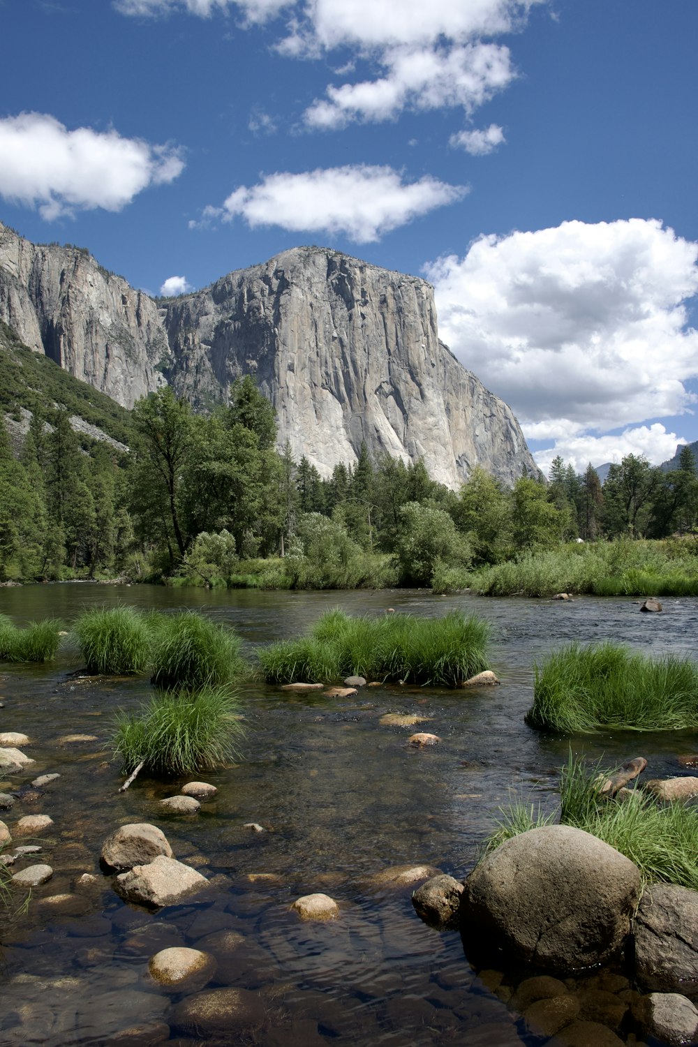 a river running through a lush green forest