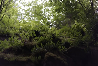 A serene moss-covered forest floor with delicate ferns and dappled light.