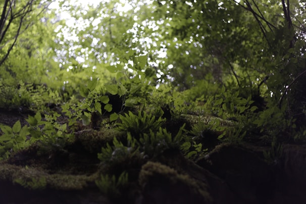 A serene moss-covered forest floor with delicate ferns and dappled light.